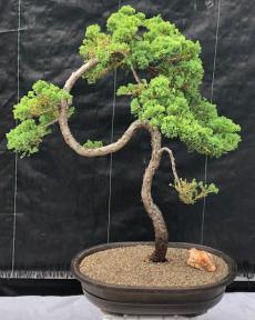 Juniper Bonsai Tree - Trained <br><i>(juniper procumbens nana)</i>