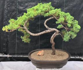 Juniper Bonsai Tree - Trained <br><i>(juniper procumbens nana)</i>