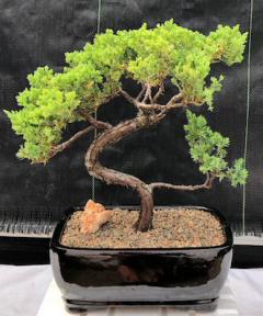 Juniper Bonsai Tree - Trained <br><i>(juniper procumbens nana)</i>