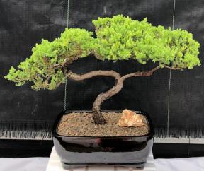 Juniper Bonsai Tree - Trained <br><i>(juniper procumbens nana)</i>