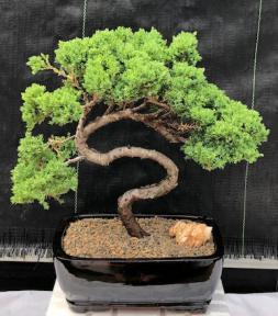 Juniper Bonsai Tree - Trained <br><i>(juniper procumbens nana)</i>