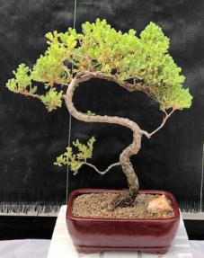 Juniper Bonsai Tree - Trained <br><i>(juniper procumbens nana)</i>