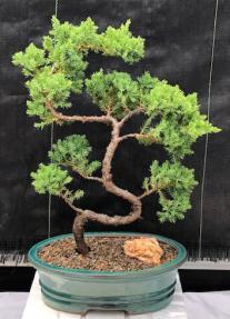 Juniper Bonsai Tree - Trained <br><i>(juniper procumbens nana)</i>