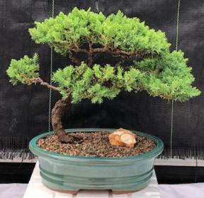 Juniper Bonsai Tree - Trained <br><i>(juniper procumbens nana)</i>