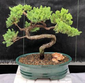 Juniper Bonsai Tree - Trained <br><i>(juniper procumbens nana)</i>