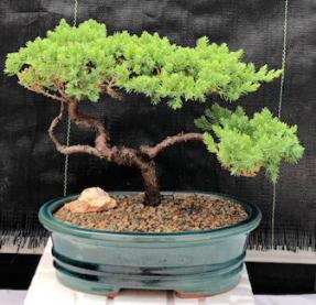 Juniper Bonsai Tree - Trained <br><i>(juniper procumbens nana)</i>