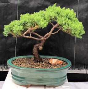 Juniper Bonsai Tree - Trained <br><i>(juniper procumbens nana)</i>