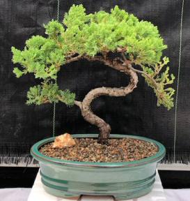 Juniper Bonsai Tree - Trained <br><i>(juniper procumbens nana)</i>