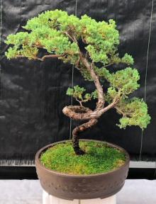 Juniper Bonsai Tree - Coiled Trunk<br><i>(juniper procumbens nana)</i>