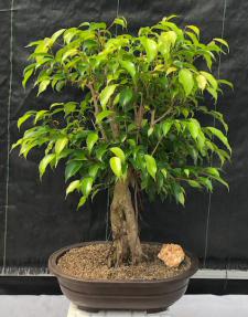Oriental Ficus Bonsai Tree<br> Banyan Style<br><i></i>(ficus orientalis)