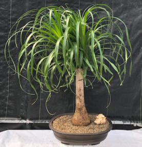 Ponytail Palm Bonsai Tree<br><i>(beaucamea recurvata)</i>