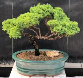 Juniper Bonsai Tree - Trained <br><i>(juniper procumbens nana)</i>