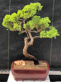 Juniper Bonsai Tree - Trained <br><i>(juniper procumbens nana)</i>