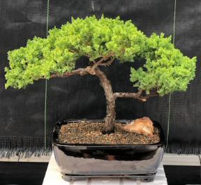 Juniper Bonsai Tree - Trained <br><i>(juniper procumbens nana)</i>