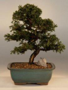 Shimpaku Bonsai Tree<br><i>(shimpaku 'hitoigawa')</i>