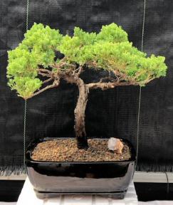 Juniper Bonsai Tree - Trained <br><i>(juniper procumbens nana)</i>