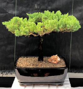 Juniper Bonsai Tree - Trained <br><i>(juniper procumbens nana)</i>