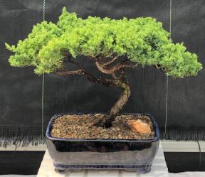 Juniper Bonsai Tree - Trained <br><i>(juniper procumbens nana)</i>