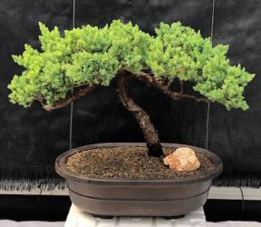 Juniper Bonsai Tree - Trained <br><i>(juniper procumbens nana)</i>