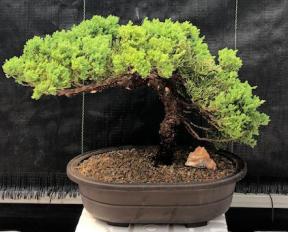 Juniper Bonsai Tree - Trained <br><i>(juniper procumbens nana)</i>