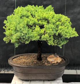 Juniper Bonsai Tree - Trained <br><i>(juniper procumbens nana)</i>