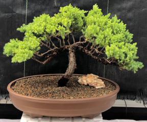 Juniper Bonsai Tree - Trained <br><i>(juniper procumbens nana)</i>