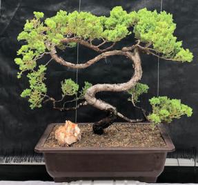 Juniper Bonsai Tree - Trained <br><i>(juniper procumbens nana)</i>