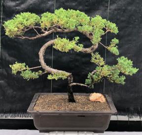 Juniper Bonsai Tree - Trained <br><i>(juniper procumbens nana)</i>