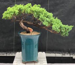 Juniper Bonsai Tree - Trained Semi Cascade <br><i>(juniper procumbens nana)</i>