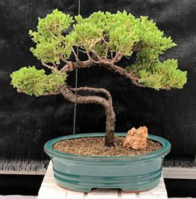 Juniper Bonsai Tree - Trained <br><i>(juniper procumbens nana)</i>