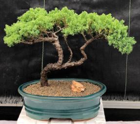 Juniper Bonsai Tree - Trained <br><i>(juniper procumbens nana)</i>