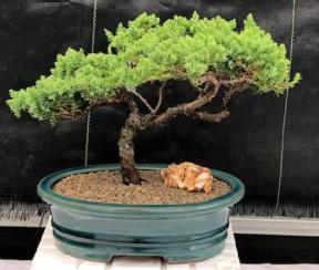 Juniper Bonsai Tree - Trained <br><i>(juniper procumbens nana)</i>