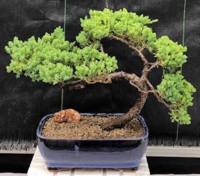 Juniper Bonsai Tree - Trained <br><i>(juniper procumbens nana)</i>