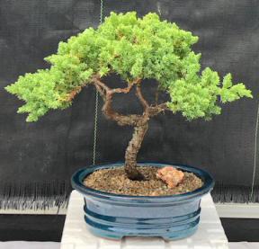 Juniper Bonsai Tree - Trained <br><i>(juniper procumbens nana)</i>