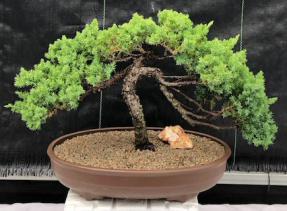 Juniper Bonsai Tree - Trained <br><i>(juniper procumbens nana)</i>