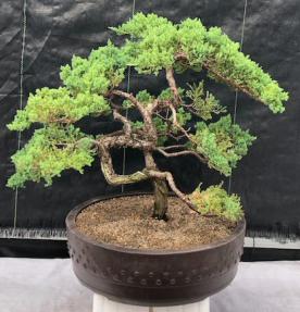 Juniper Bonsai Tree - Trained - Jin and Shari Style<br><i>(juniper procumbens nana)</i>