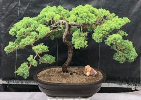 Juniper Bonsai Tree - Trained <br><i>(juniper procumbens nana)</i>