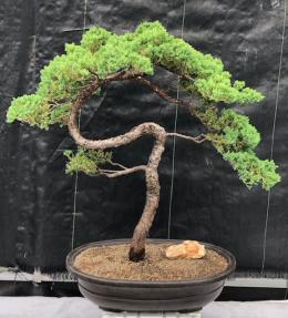 Juniper Bonsai Tree - Trained <br><i>(juniper procumbens nana)</i>