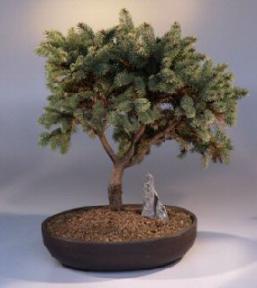 White Spruce Bonsai Tree<br><i>(picea glauca 'skipjack')</i>