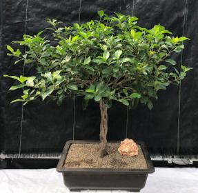 Flowering Gardenia Bonsai Tree <br>Braided Trunk <br><i>(jasminoides miami supreme)</i>