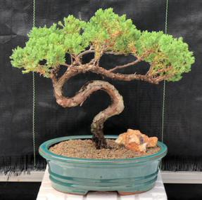 Juniper Bonsai Tree - Trained <br><i>(juniper procumbens nana)</i>