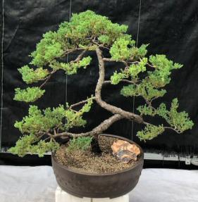 Juniper Bonsai Tree - Trained <br><i>(juniper procumbens nana)</i>