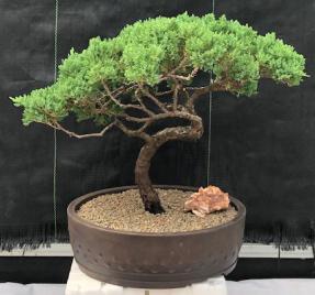 Juniper Bonsai Tree - Trained <br><i>(juniper procumbens nana)</i>