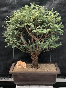 Chinese Seiju Elm Bonsai Tree<br><i>(ulmus parvifolia 'seiju')</i>