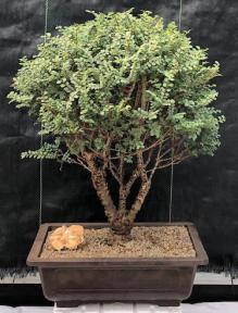 Chinese Seiju Elm Bonsai Tree <br><i>(ulmus parvifolia 'seiju')</i>