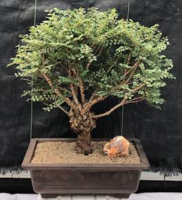 Chinese Seiju Elm Bonsai Tree<br><i>(ulmus parvifolia 'seiju')</i>