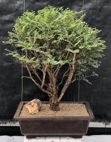 Chinese Seiju Elm Bonsai Tree<br><i>(ulmus parvifolia 'seiju')</i>