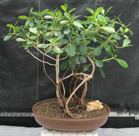 Flowering Tropical Dwarf Apple Bonsai Tree<br>Banyan Style<br><i>(clusia rosea 'nana')</i>