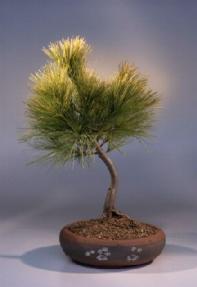 White Pine Bonsai Tree<br><i>(pinus strobus 'stoneybrook')</i>