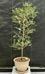 Flowering Mount Fuji Serissa Bonsai Tree <br>(serissa foetida)